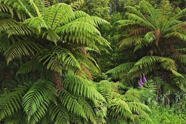 New Zealand, South Island Tree ferns